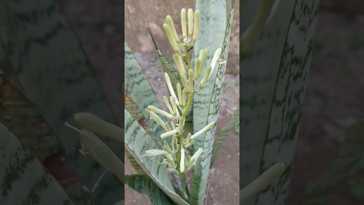 beautiful small snake 🐍 plant 🪴 