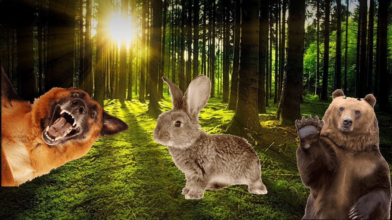 Dog, bear, rabbit animal sounds - YouTube