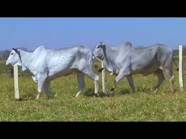 LOTE 05   10497 11223 12043 3899 mp4