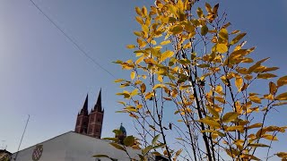 Sadnja drveća u okviru projekta "Hrvatska prirodno tvoja - Croatia naturally yours"