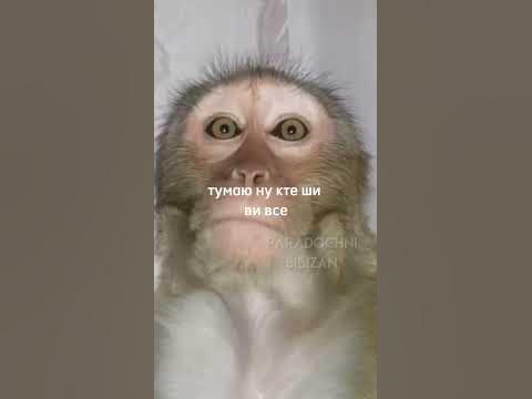 Брадочки - YouTube