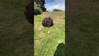 A Hungarian puli, known for its long, corded coat  The Dreadlock Dog