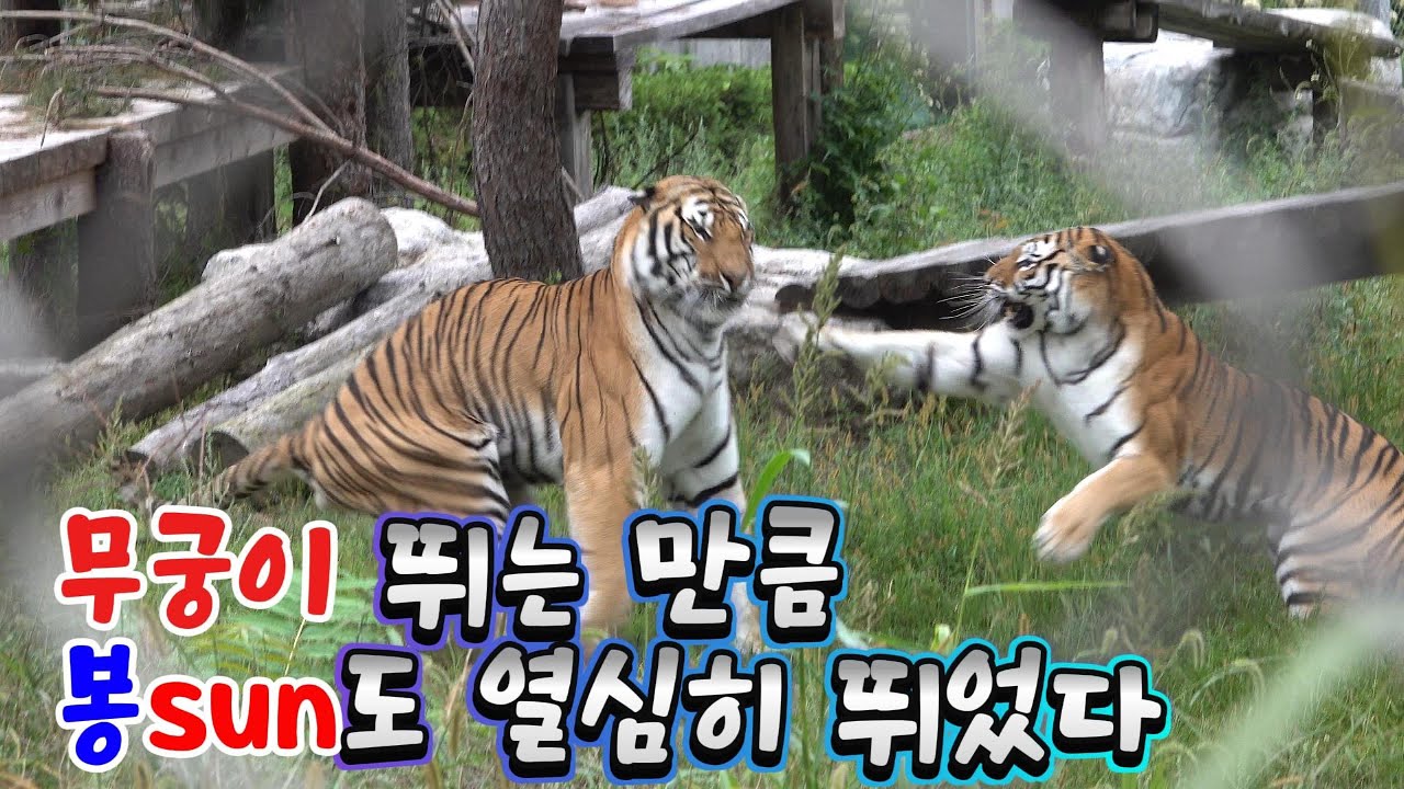 무궁이 뛰는 만큼 봉sun도 열심히 뛰었다(2025 09 09.전반부)(봉화sun)(호랑이숲) - YouTube