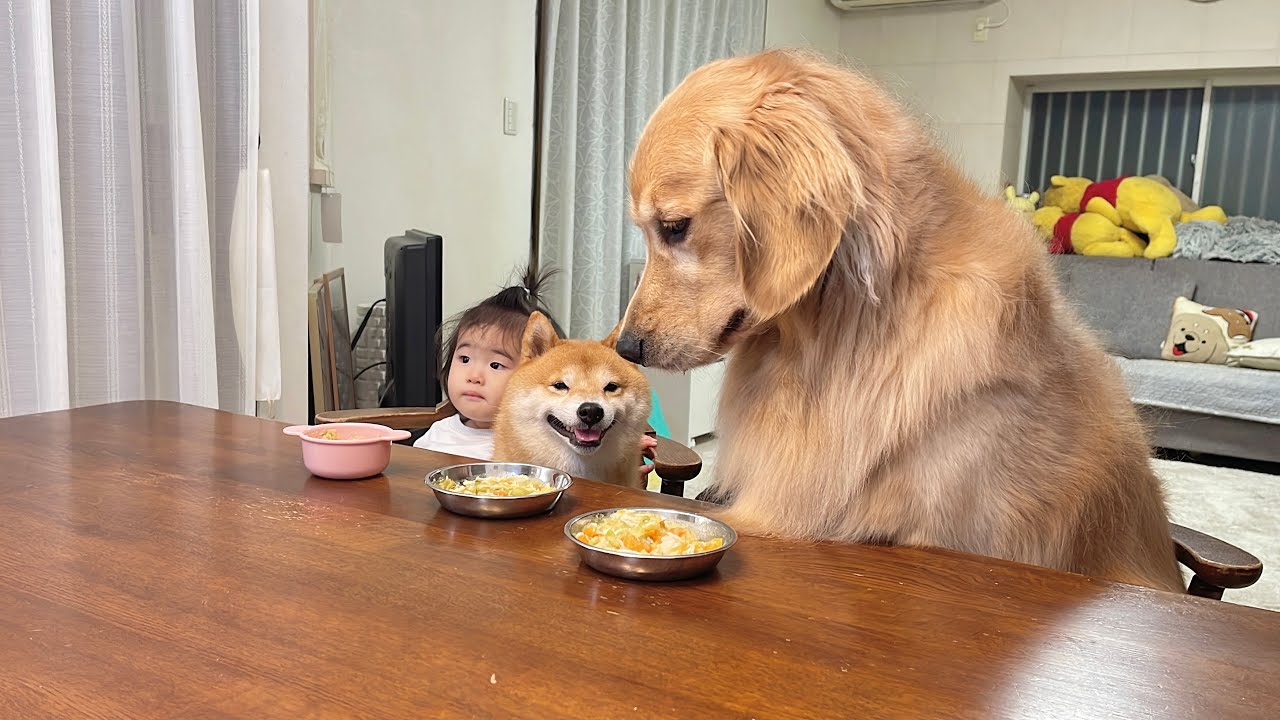 こうのすけが驚いた綺麗なゴールデンタイガーアイさん 一歳児を圧倒する食欲を見せつける豆柴とゴールデンレトリバーが可愛