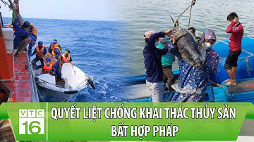 Quyết liệt chống khai thác thủy sản bất hợp pháp | VTC16
