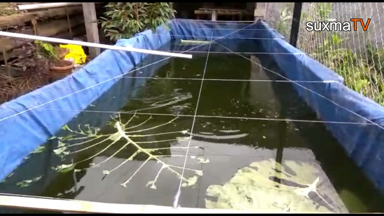 Cara Memelihara Ikan Gurame Di Kolam Kecil