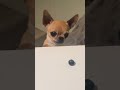 You Seriously Need This Pure Dog Comedy Right Now! #FunnyAnimals #Dogs #Shorts #Happy #Cute