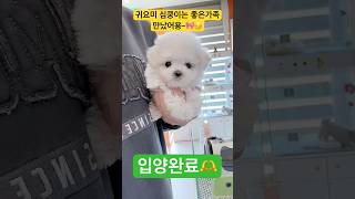 행복한가족을 만났어용~💓💕😚#멍벤져스 #강아지 #강아지분양 #추천영상 #추천추천추천추천추천추천추천추천추천추천