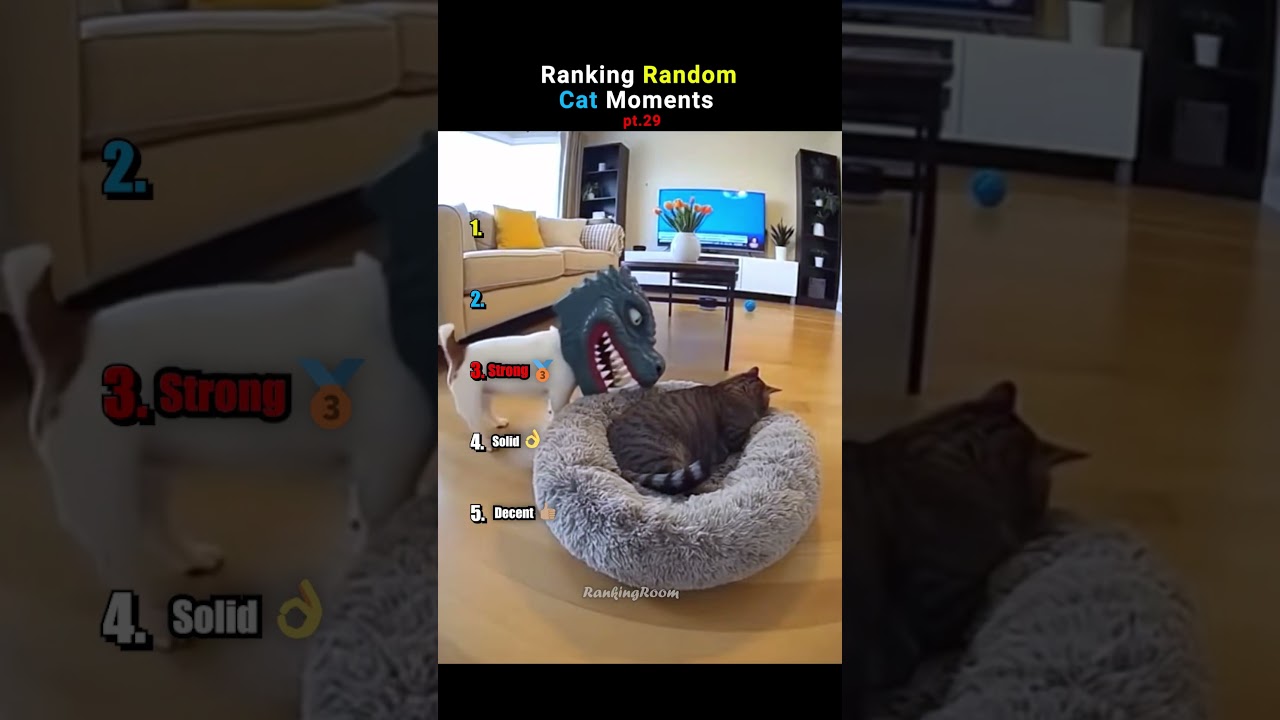 Ranking Cats Being Absolutely UNHINGED pt.29 #funnycats  #shorts  #funny