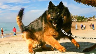 The 10 Greatest Shepherd Dog Breeds