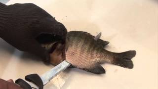 How to fillet a fish and use the Ultimate SKINZIT