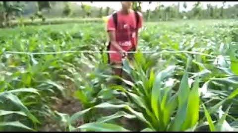 Sprayer khusus jagung, tebu dan padi