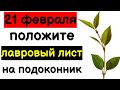 21 февраля положите лавровый лист на подоконник !