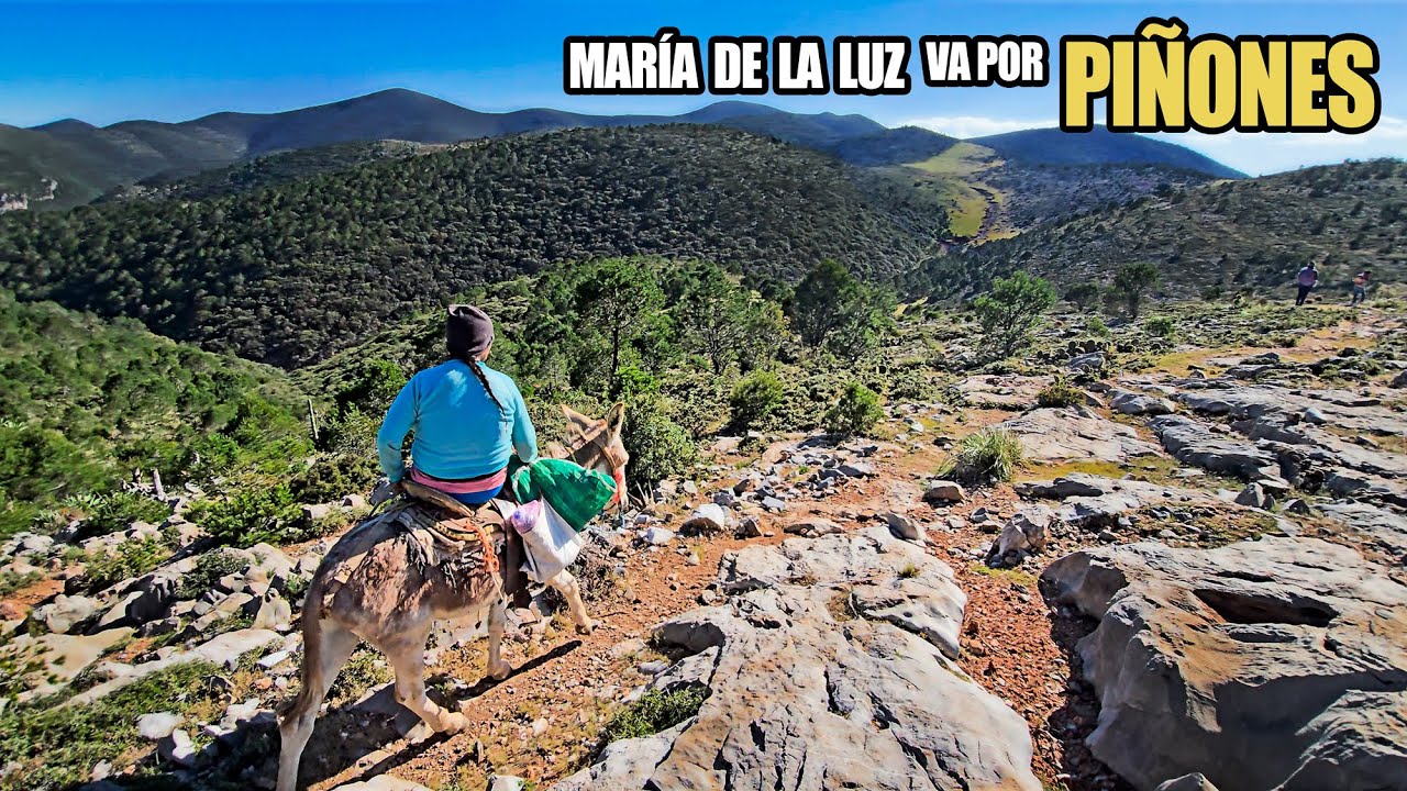 SOLA sin MIEDO va con su BURRITO por PIÑONES a lo alto de la SIERRA