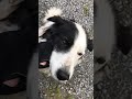 Meeting Farm Dogs in Ireland