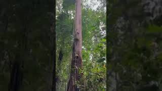 Purple Heart Tree In The Iwokrama Rainforest