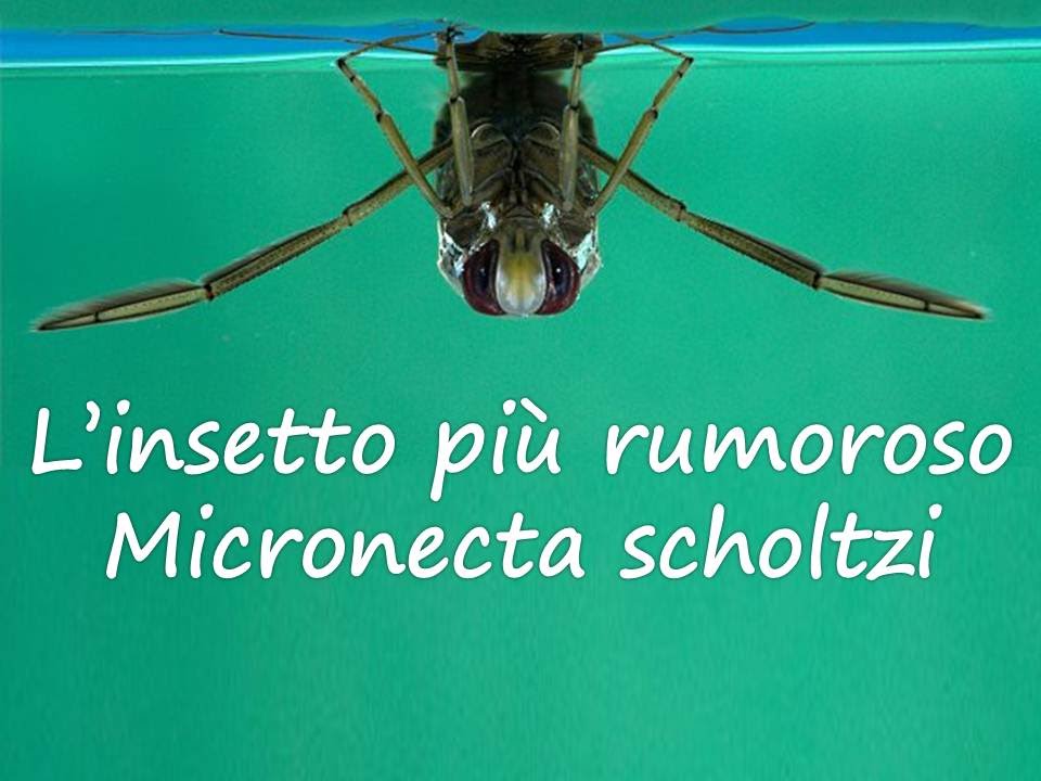 L'insetto più rumoroso: Micronecta scholtzi - YouTube