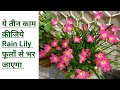 Rian Lily plant care/ How To Care Rain lily Plant
