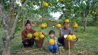 Harvesting Grapefruits, Bringing them to the Market to Sell, Buying New Generators | Family Farm