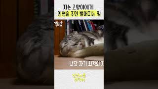 자는 고양이에게 인형을 주면 벌어지는 일