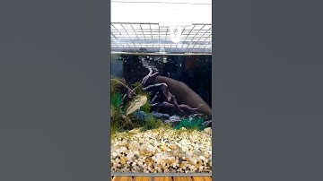 Cá lóc da beo #calockieng #caloccanh #cacanh #channa #shorts