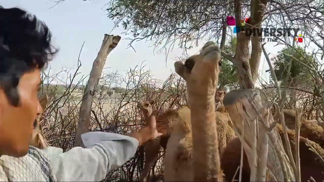 Camel Calf Eating Organic Grass || Beautiful Camel Calf Videos