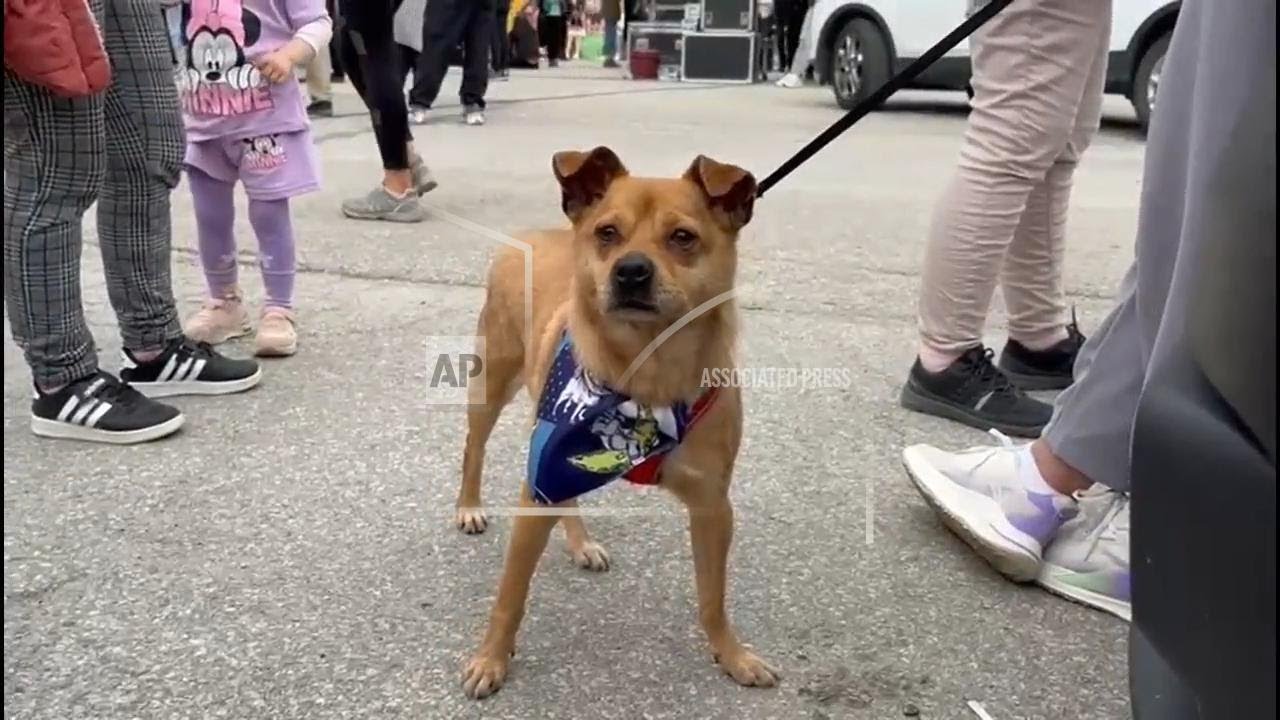 Top Turkish court rejects annulment of law critics fear spells death for thousands of stray dogs