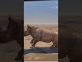 Animals That Can Beat a Lion?! p4 #shorts