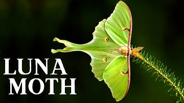 Luna Moth Poses MOON Magic?