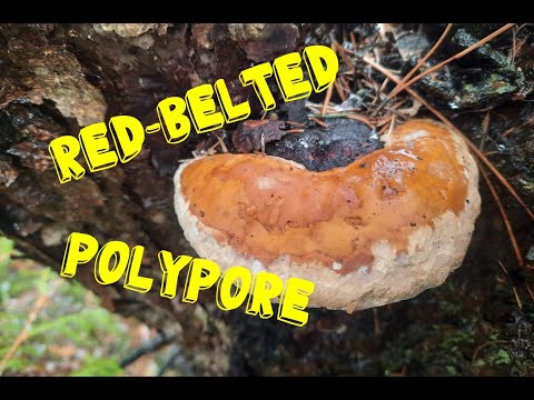 Red Belted Polypores
