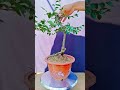 Short Succulent DX 00014 #bonsai #branch #plant