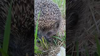 Când prinzi ariciul la furat! #romania #animals #city #pitesti #hedgehog #small #nature #explore