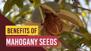 Benefits of Mahogany Seeds | Sky Fruits के अनेक फायदे, जान के उड़ जायेगे होश | Mahogany Farm in India Resimi