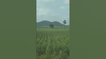 #fields #crops #travel #railroad #youtubeshorts #shortsfeeds 🚂 🌲🌴 😍👍