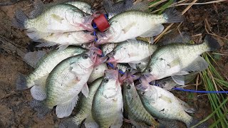HAVE YOU EVER SEEN THIS BEFORE⁉ MONSTER Creek CRAPPIE With Jig & Bobber!!