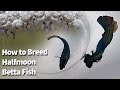 How to breed betta fish  copper halfmoon betta breeding  fry to adult