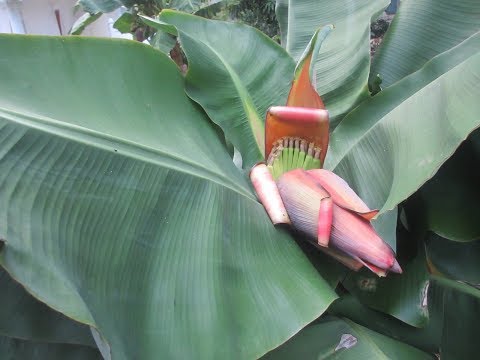 Video: Arborele de banane moare după ce a dat fructe – Bananii mor după recoltare