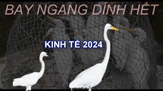 Tiếng Cò Trắng Lớn , Cò Ngàng Bẫy Lưới Đêm Hiệu Quả 2024 Vụ Chim Di Cư Tháng 8 - Bẫy Cò Diệc TRẮNG