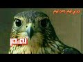 قصيده الشاعر صريح طامش في مشاائخ نهم قصيده الشاعر صريح طامش في مشاائخ نهم