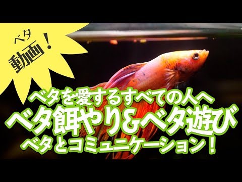 [ベタ動画]エサやり＆ベタと遊ぼうコーナー