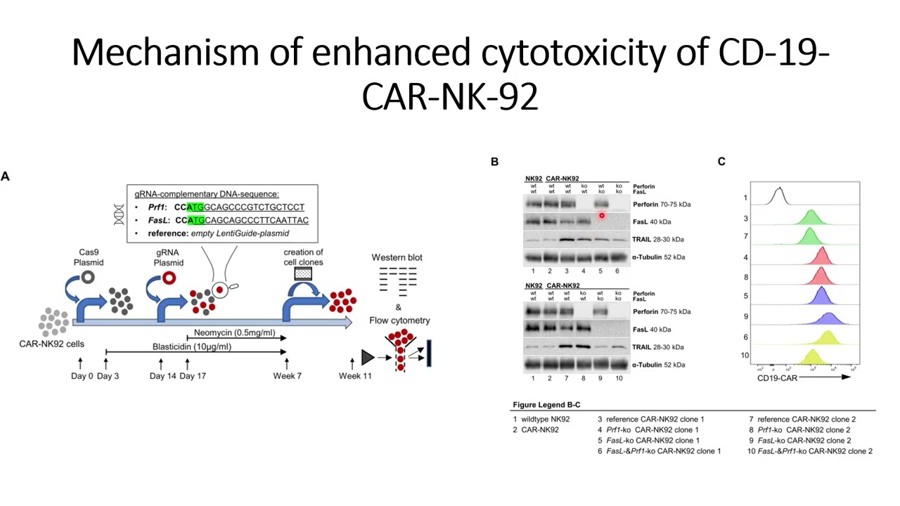 Mechanism of CD19-CAR-NK92 enhanced cytotoxicity against the CD19+