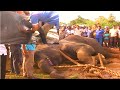 Giant elephant consumed garbage took his final breath due to misbehavior of human