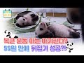 [판다로그] 생후 55일만에 뒤집기 성공? 폭풍성장 아기판다 | 에버랜드 판다월드 (Baby Panda)