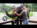 Бали 2017. Сезон дождей. Парк слонов.