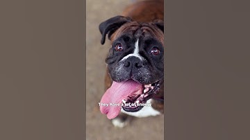 The Boxer: A Fun-Loving and Mischievous Breed #shorts