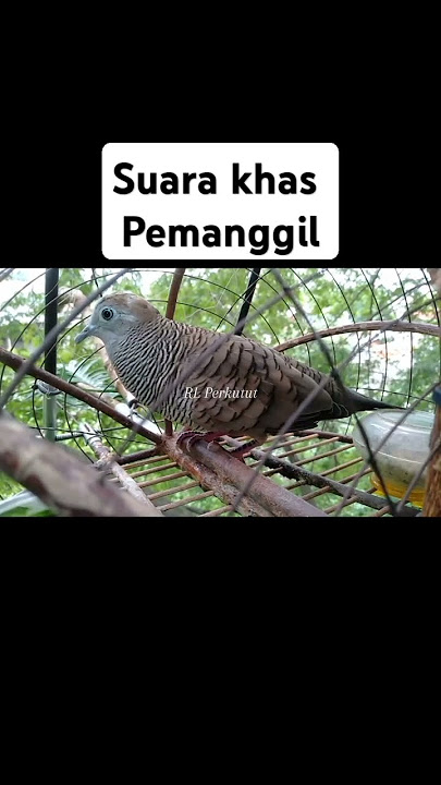 Suara Khas Pemanggil #perkututlokalgacorjuarapancinganmemanggillawanbikinemosi