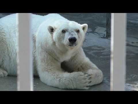 Amderma (Бабушка Амдерма) the Polar Bear's variation of facial expression, at Perm Zoo, Russia