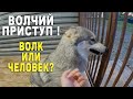 ЛУНА ОТРАВИЛАСЬ, ПЫТАЮСЬ ДАТЬ ЛЕКАРСТВО !!! ВОЛК В ЯРОСТИ !!!