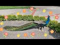 Beautiful Tail 🦚 Blue Peacock 孔雀 paon pavão paun นกยูง मोर मयूर טַוָס 孔雀 공작 con công pīkī Peafowl4K