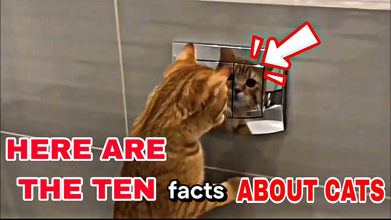 10 Amazing Cat Facts You Never Knew      